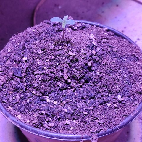 Red critical  2 growlog timeline photo