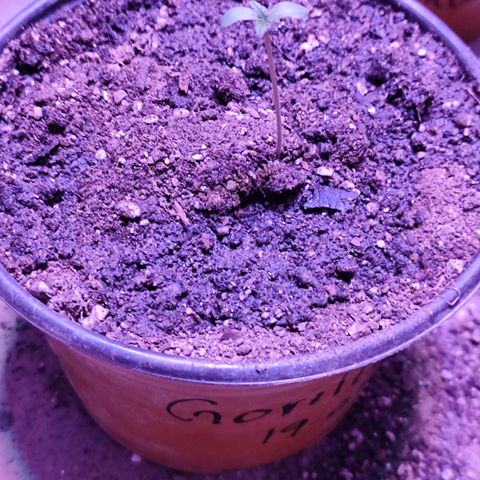 Gorilla glue #4 growlog timeline photo