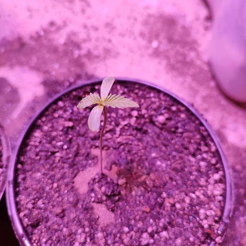 Gorilla glue #4 growlog timeline photo