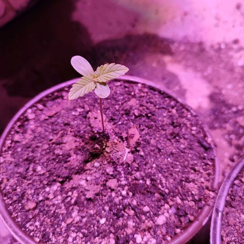 Red critical 1 growlog timeline photo