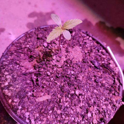 Red critical  2 growlog timeline photo