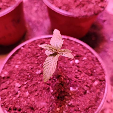 Red critical 1 growlog timeline photo