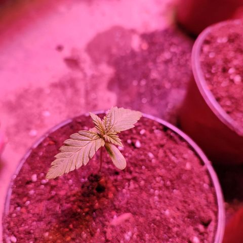 Gorilla glue #4 growlog timeline photo