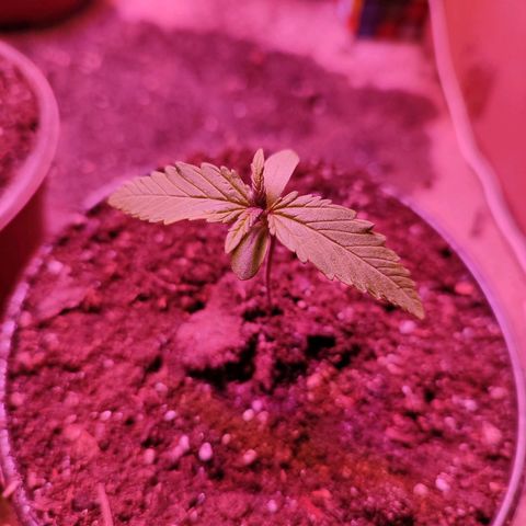Red critical  2 growlog timeline photo