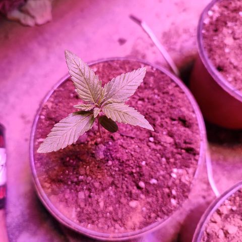 Red critical 1 growlog timeline photo