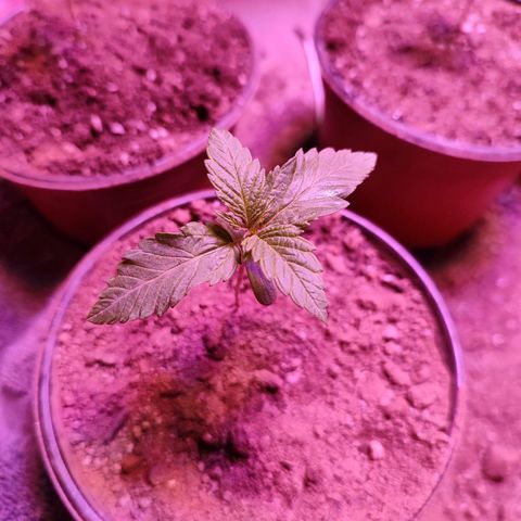 Gorilla glue #4 growlog timeline photo