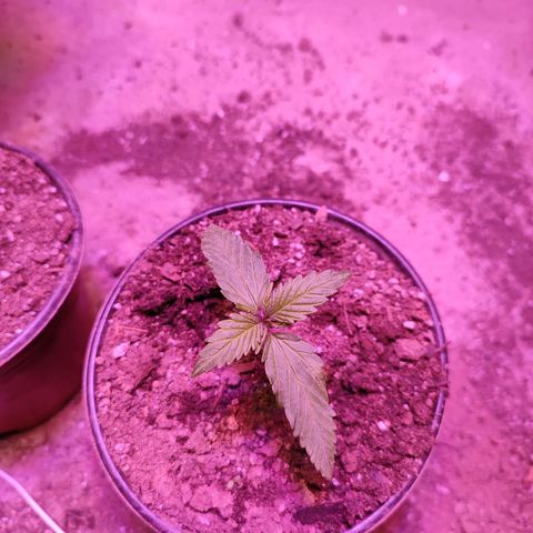 Red critical  2 growlog timeline photo