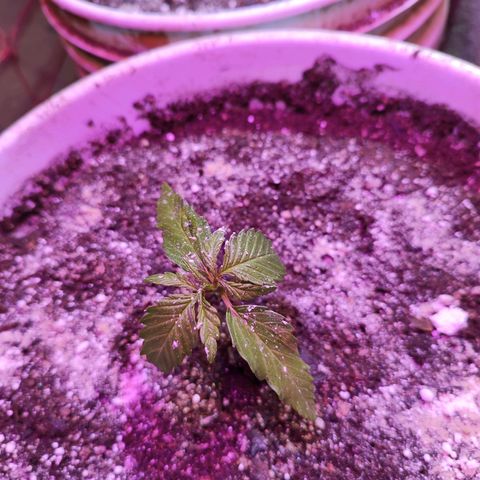 Red critical 1 growlog timeline photo
