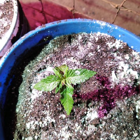 Gorilla glue #4 growlog timeline photo