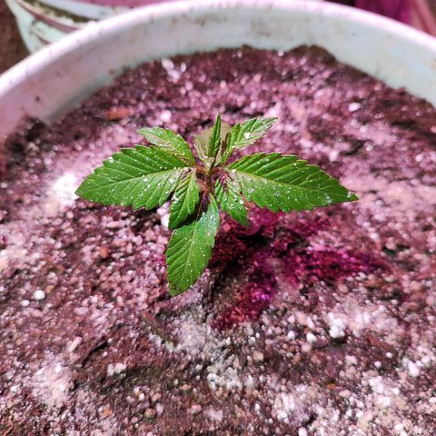 Red critical  2 growlog timeline photo