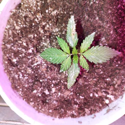 Red critical 1 growlog timeline photo
