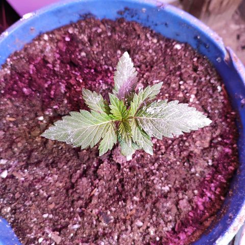Gorilla glue #4 growlog timeline photo