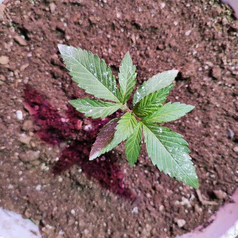 Red critical  2 growlog timeline photo