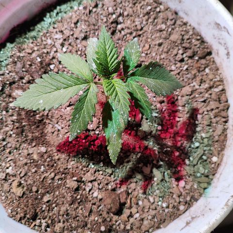 Red critical 1 growlog timeline photo