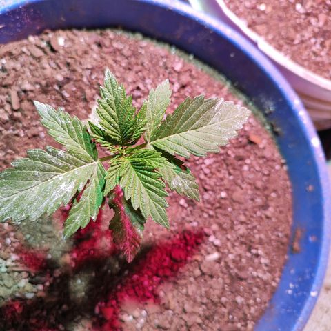 Gorilla glue #4 growlog timeline photo