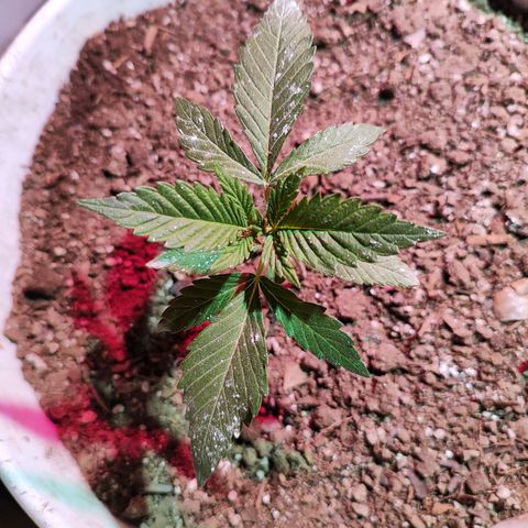 Red critical  2 growlog timeline photo