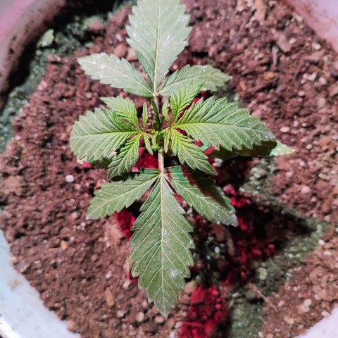 Red critical 1 growlog timeline photo