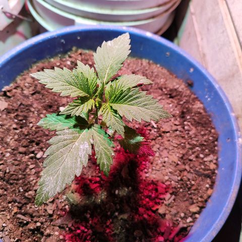 Gorilla glue #4 growlog timeline photo