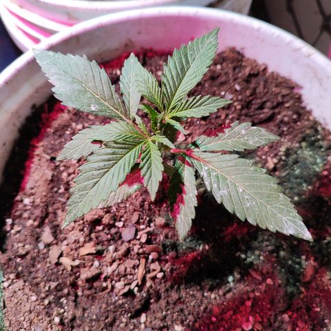 Red critical  2 growlog timeline photo