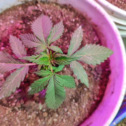 Red critical 1 growlog timeline photo