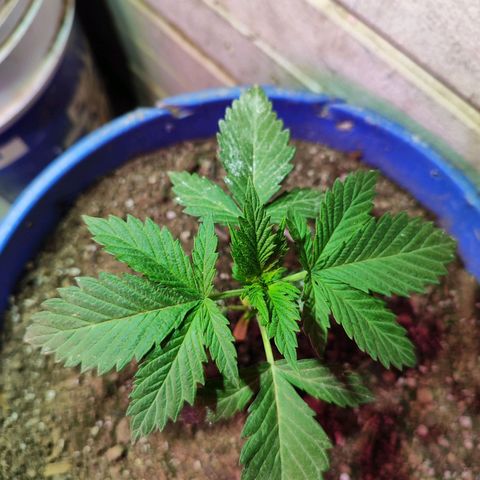 Gorilla glue #4 growlog timeline photo