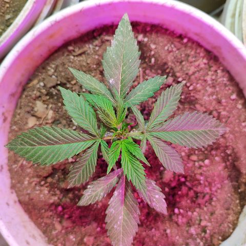 Red critical  2 growlog timeline photo