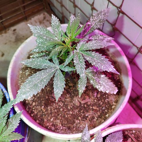 Red critical 1 growlog timeline photo