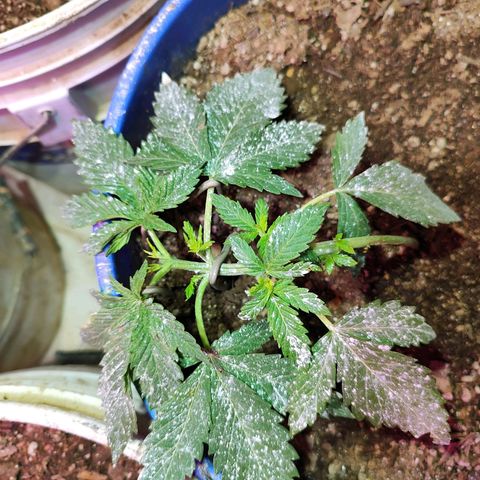 Gorilla glue #4 growlog timeline photo