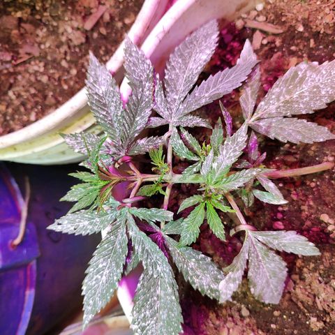 Red critical  2 growlog timeline photo