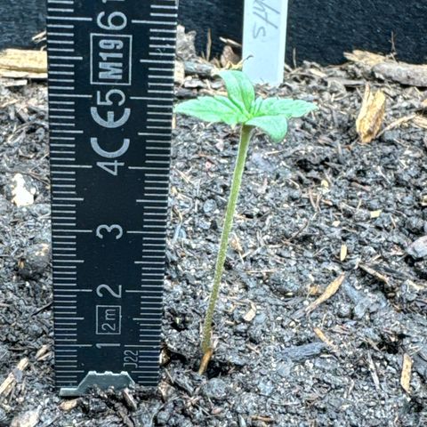 Northern Lights  growlog timeline photo