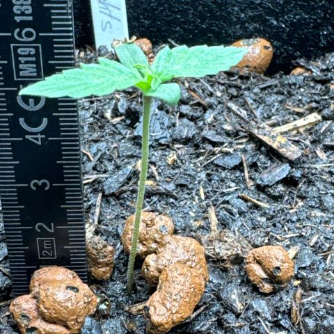 Northern Lights  growlog timeline photo