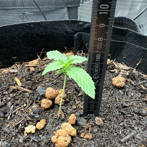 Northern Lights  growlog timeline photo