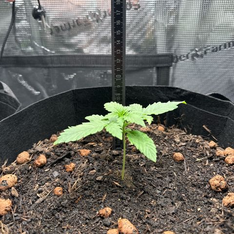 Northern Lights  growlog photo: BioBizz Grow 1ml/L