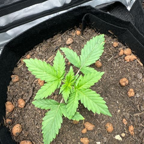 Northern Lights  growlog timeline photo