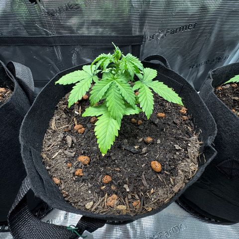 Northern Lights  growlog timeline photo