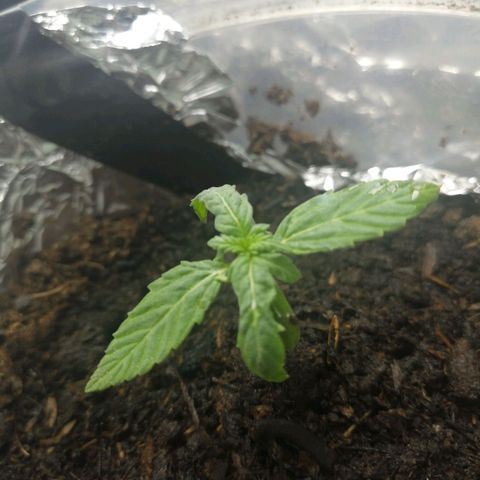 Gelato auto  growlog timeline photo