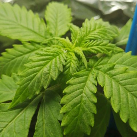 Gelato auto  growlog timeline photo