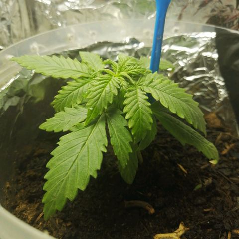 Gelato auto  growlog timeline photo