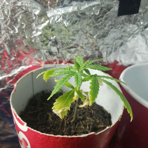 Gelato auto  growlog timeline photo