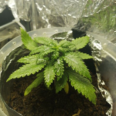 Gelato auto  growlog timeline photo