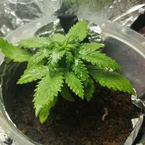 Gelato auto  growlog timeline photo