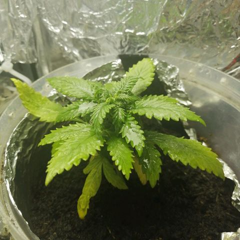 Gelato auto  growlog timeline photo