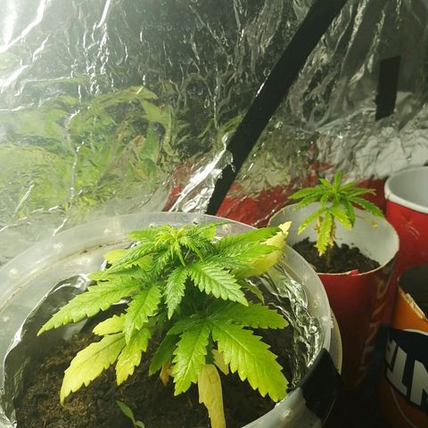 Gelato auto  growlog timeline photo