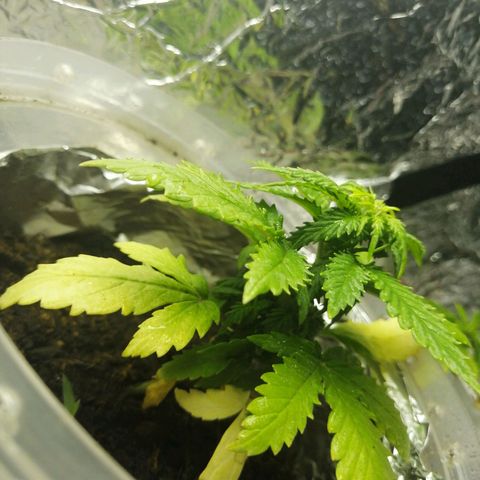 Gelato auto  growlog timeline photo