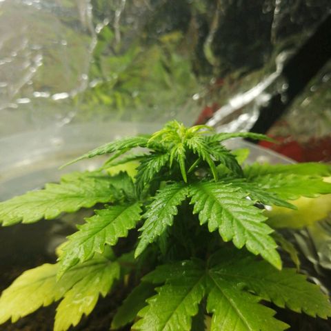 Gelato auto  growlog timeline photo