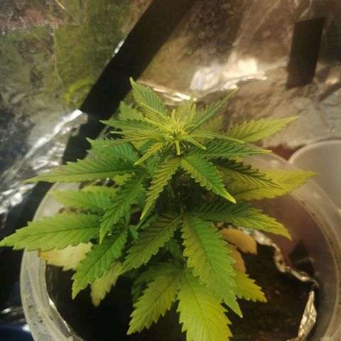 Gelato auto  growlog timeline photo