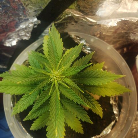 Gelato auto  growlog timeline photo