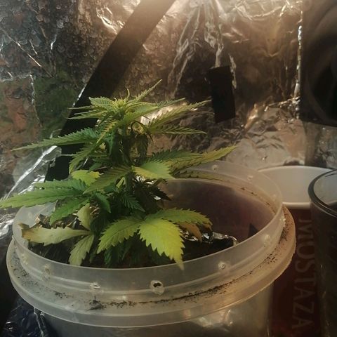 Gelato auto  growlog timeline photo