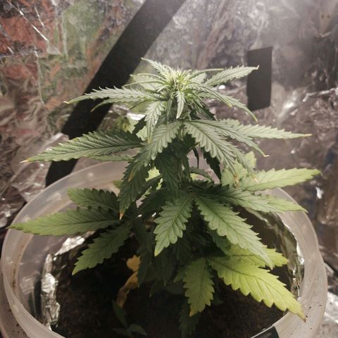 Gelato auto  growlog timeline photo