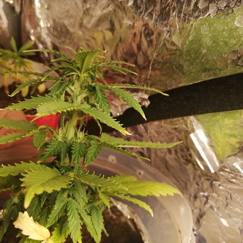 Gelato auto  growlog timeline photo